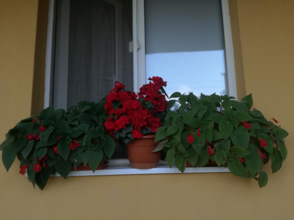 Pensiunea Vladut Timisoara Bagian luar foto